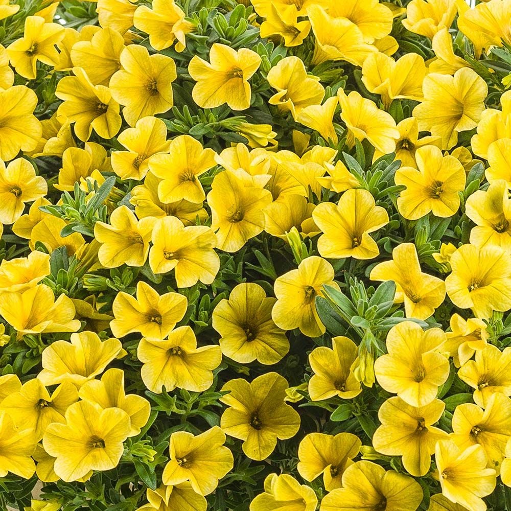 Calibrachoa Care