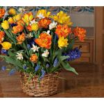  Picnic in Provence Bulb Collection