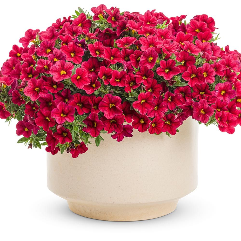 Calibrachoa Superbells® Red White Flower Farm