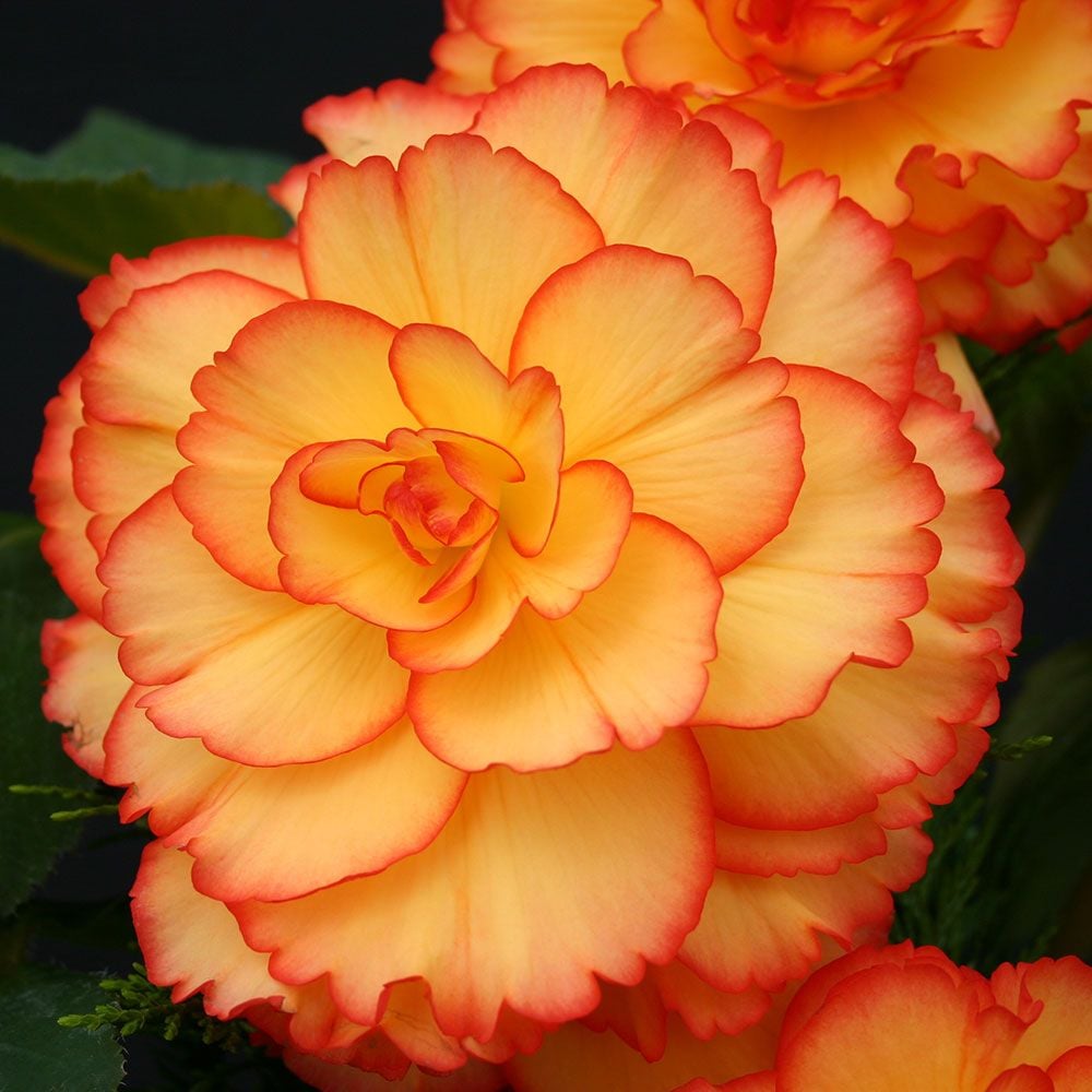 Begonia 'Party Dress' Blackmore & Langdon