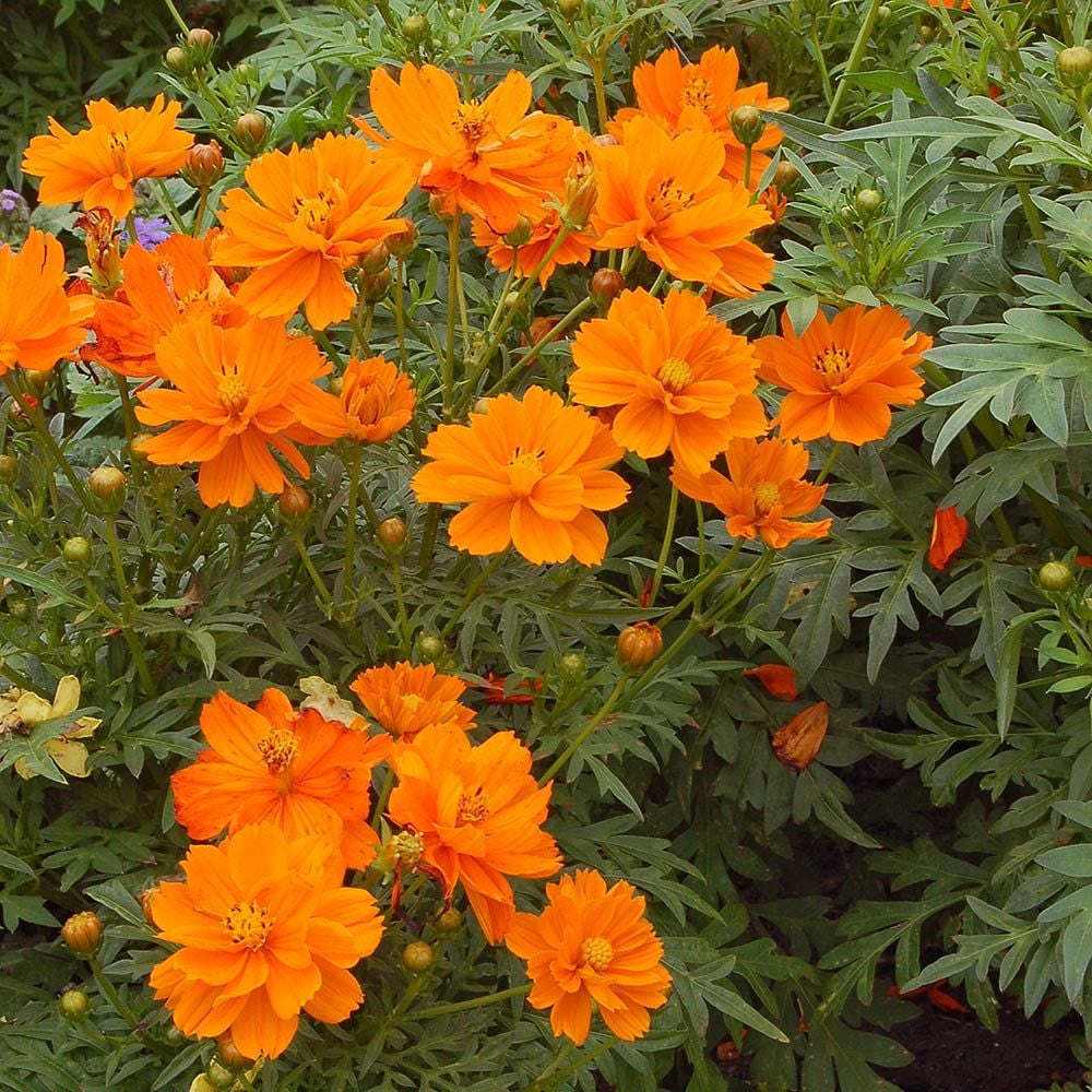 Cosmos sulphureus 'Cosmic Orange'