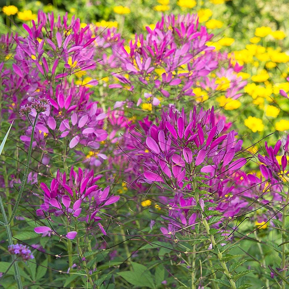 Cleome hassleriana 'Violet Queen'