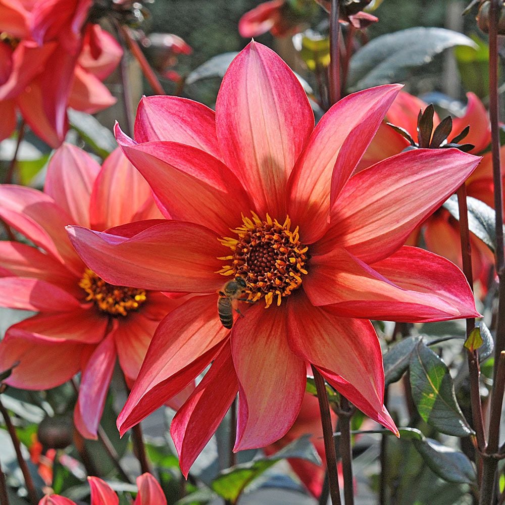 Dahlia 'Waltzing Mathilda'