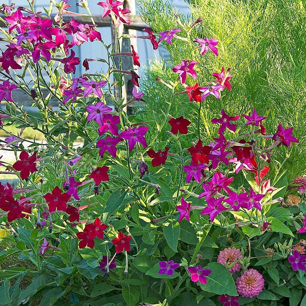 Nicotiana alata 'Crimson Bedder'