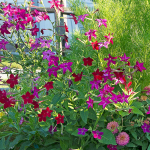  Nicotiana alata 'Crimson Bedder'