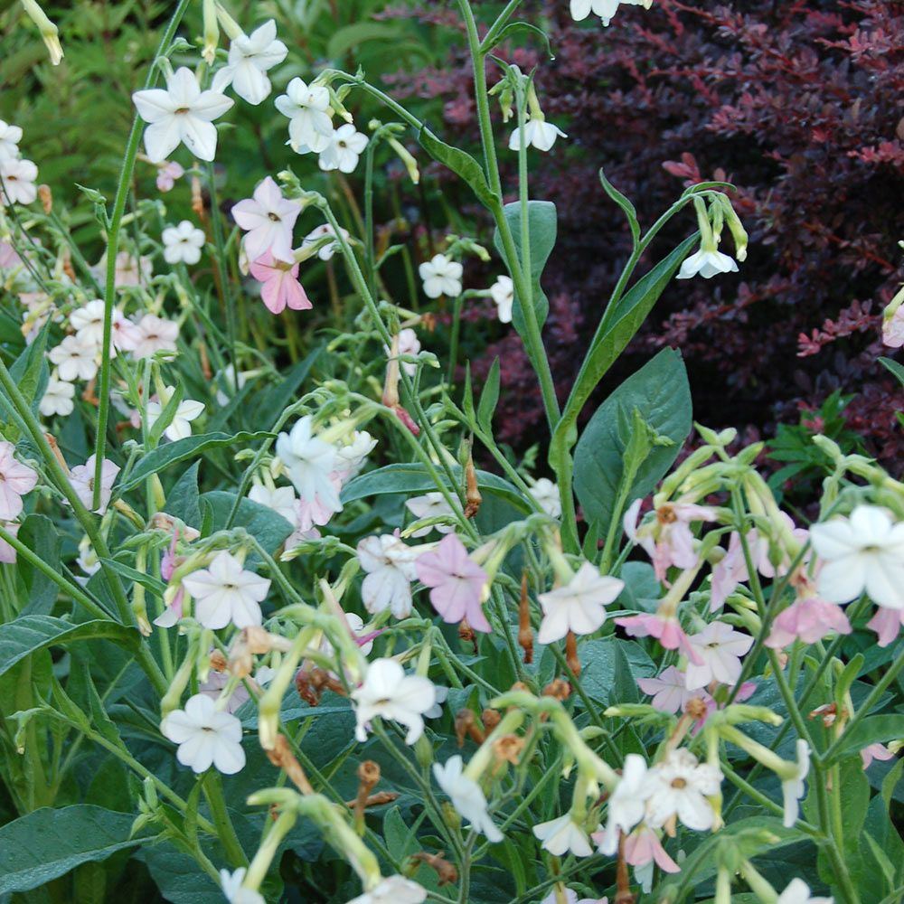 Nicotiana alata x mutabilis Bella | White Flower Farm