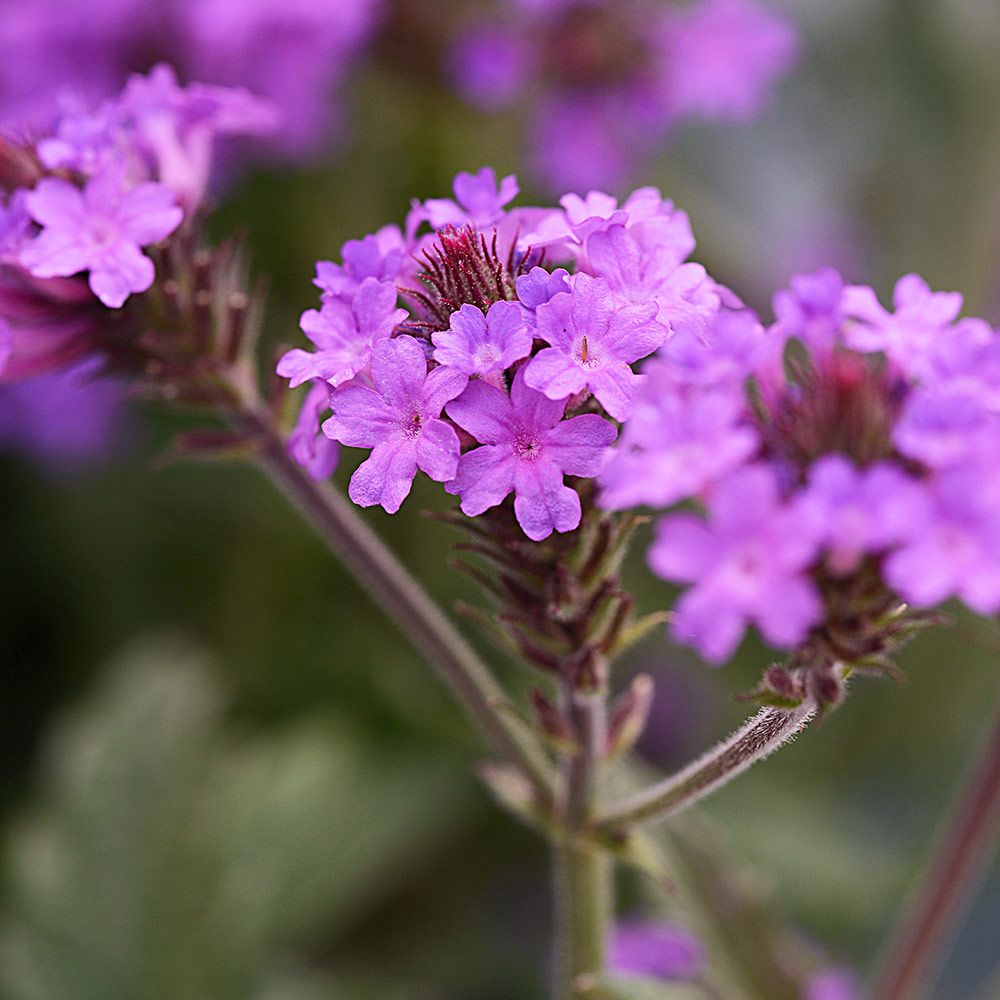 Verbena Santos Purple White Flower Farm