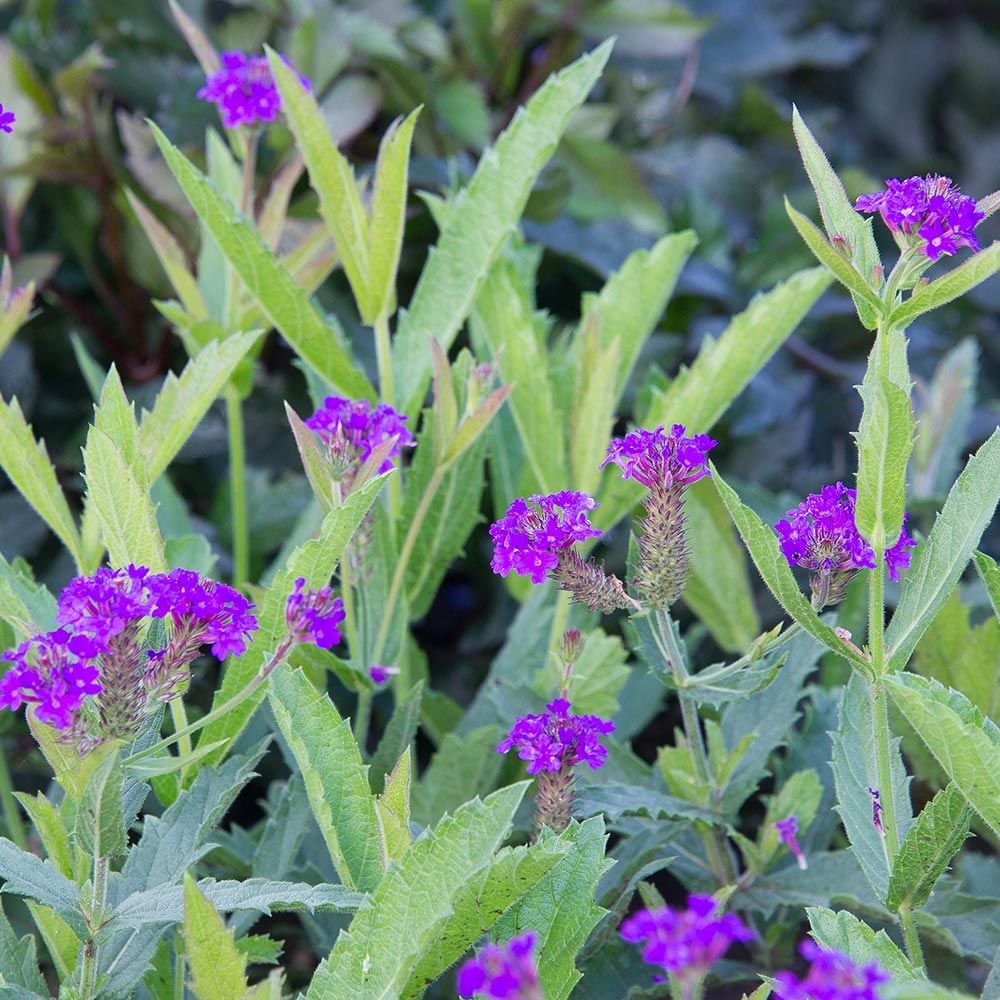 Verbena Santos Purple White Flower Farm