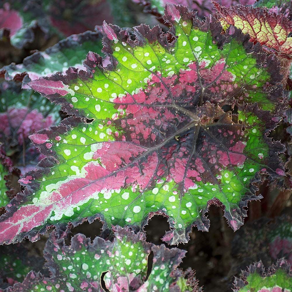 Begonia Rex Jurassic Watermelon White Flower Farm