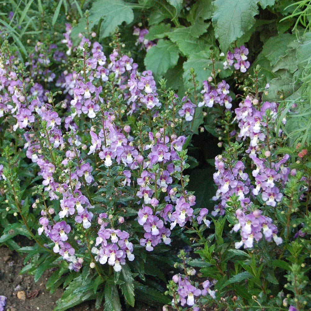 Angelonia angustifolia Archangel™ Blue Bicolor