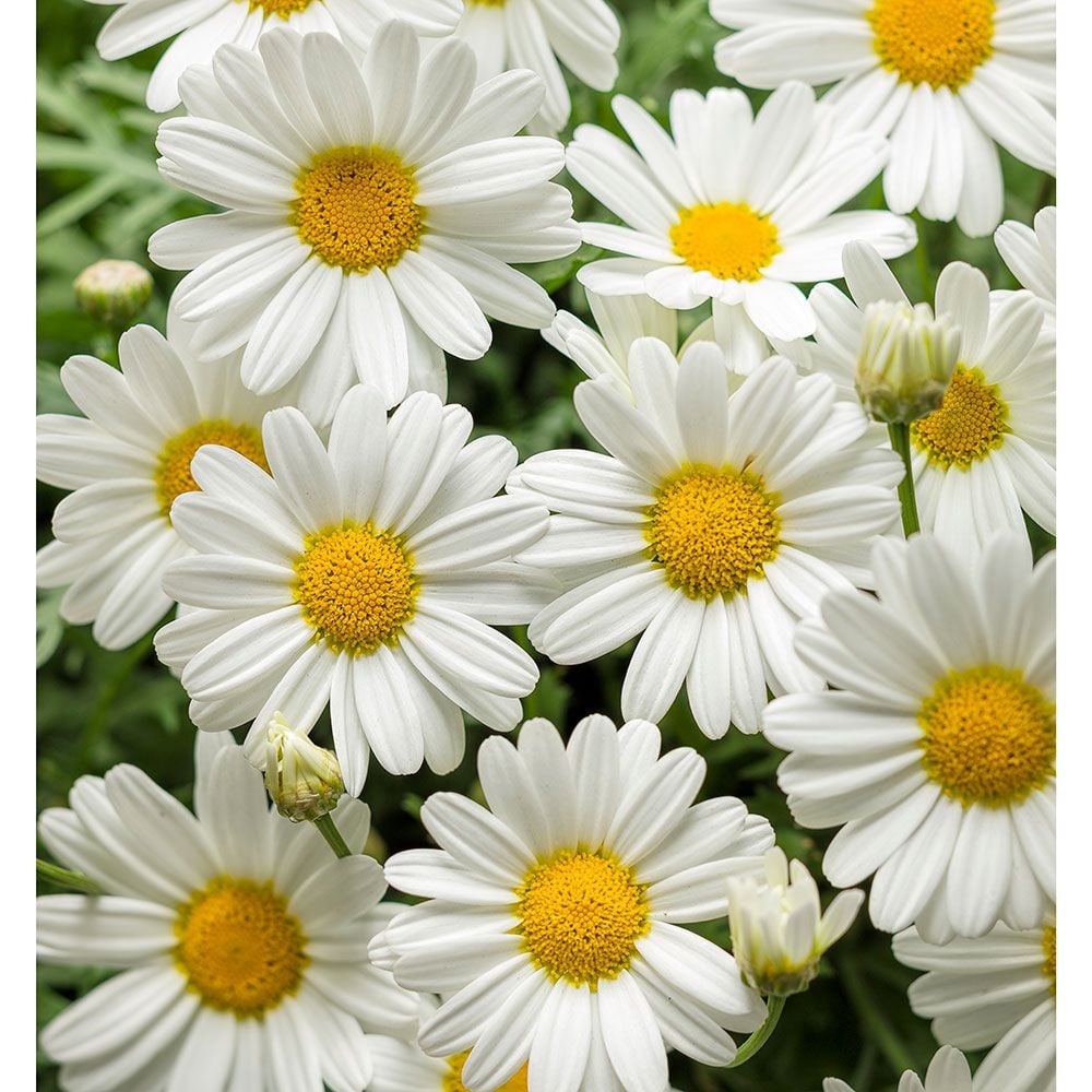 Argyranthemum frutescens Pure White Butterfly®