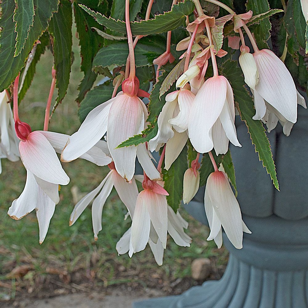 Begonia boliviensis Bossa Nova® Pure White White Flower Farm