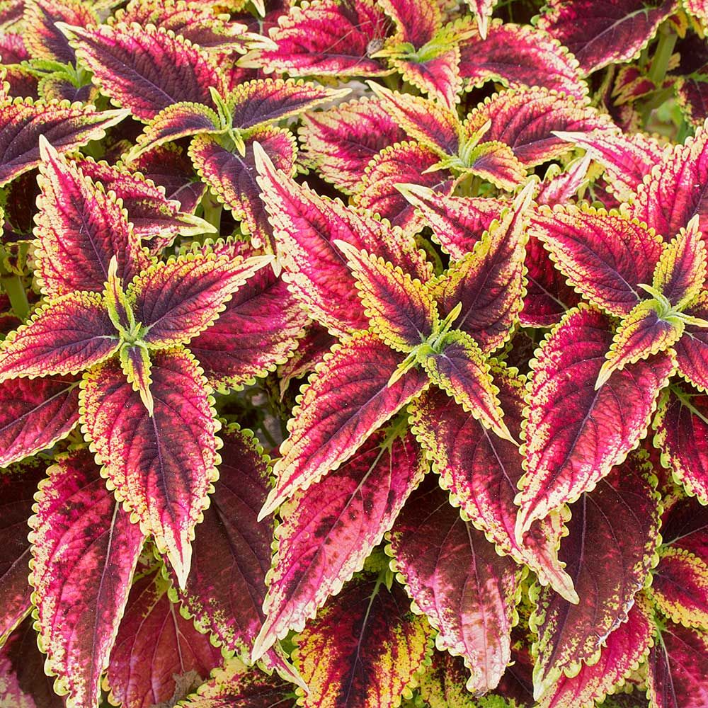 Coleus Main Street Granville Street | White Flower Farm