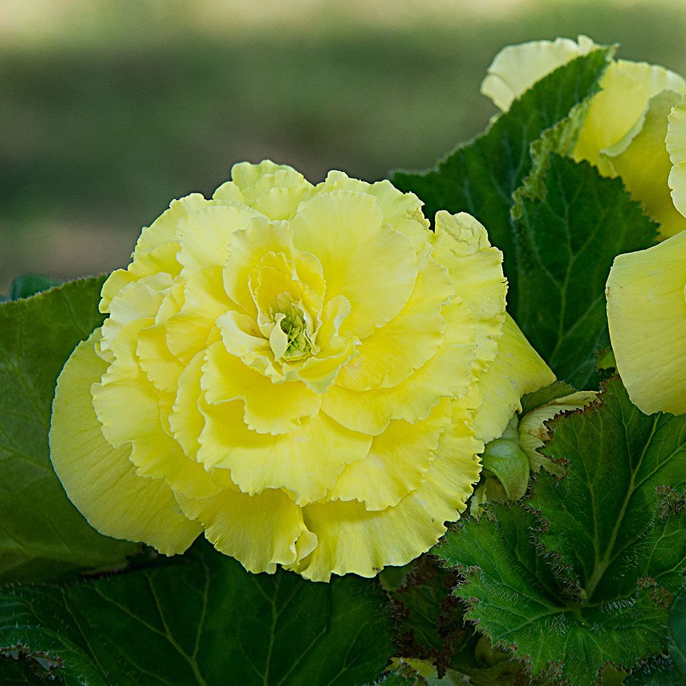 Begonia California Ruffled Yellow White Flower Farm