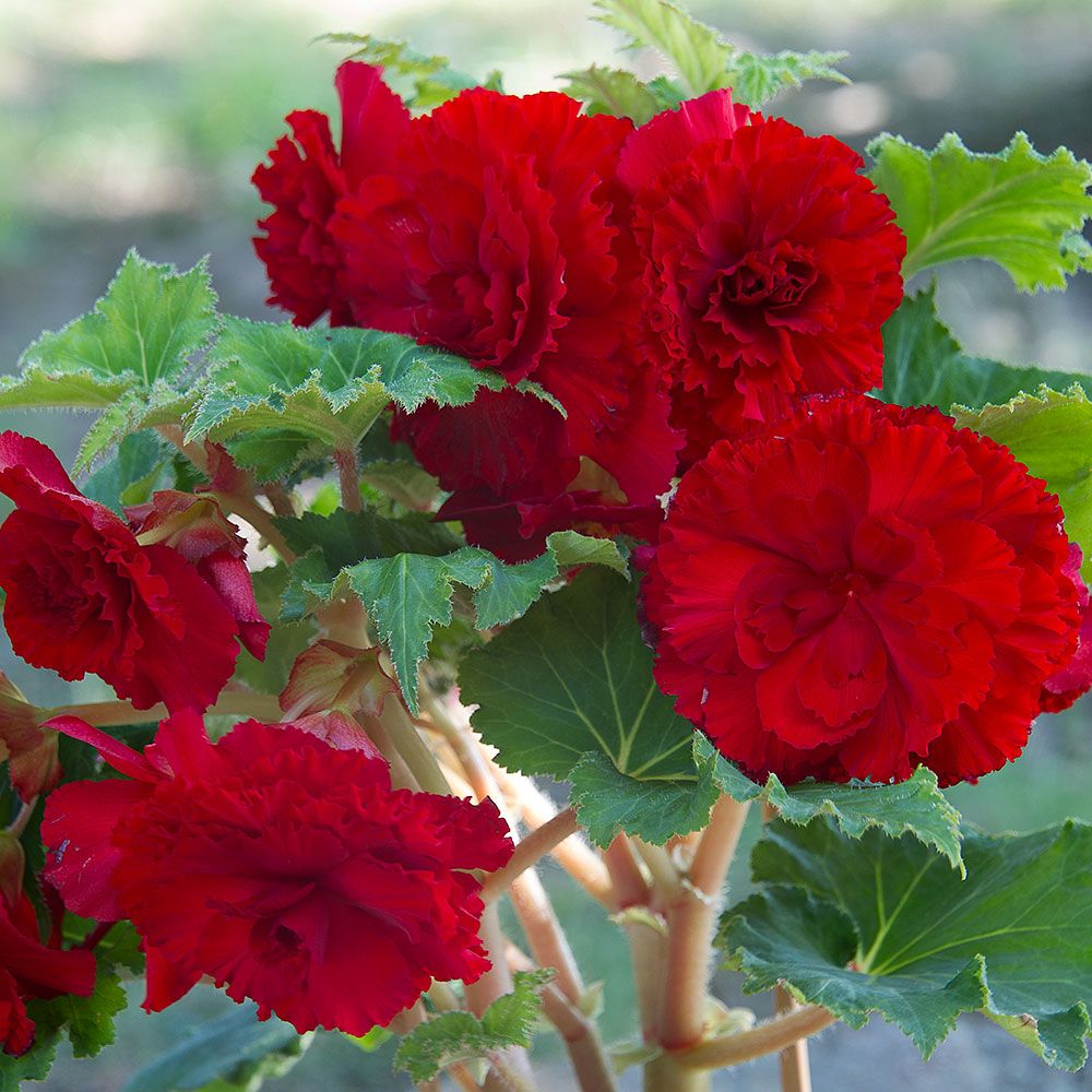 Begonia California Ruffled Red White Flower Farm
