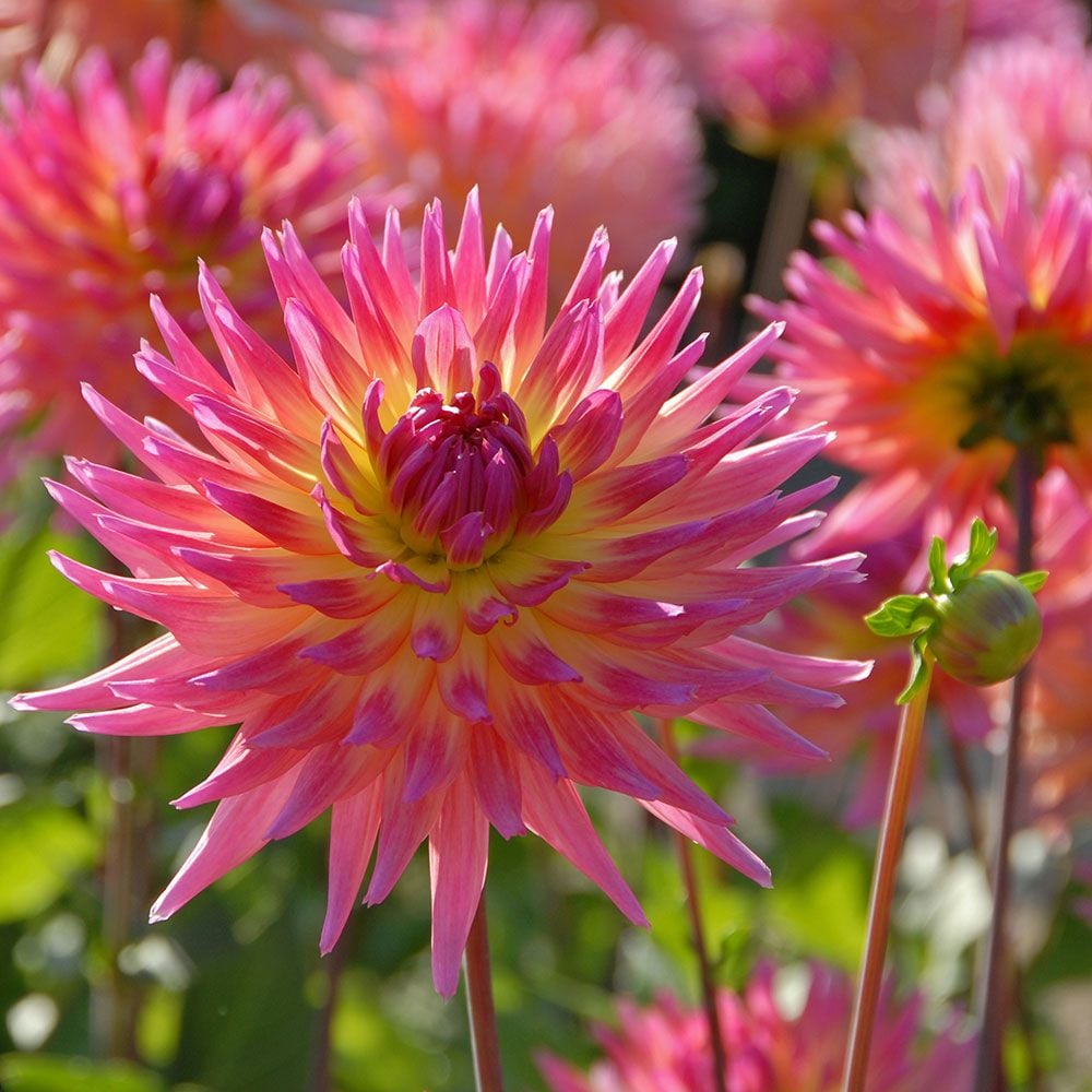 Dahlia 'Karma Sangria'