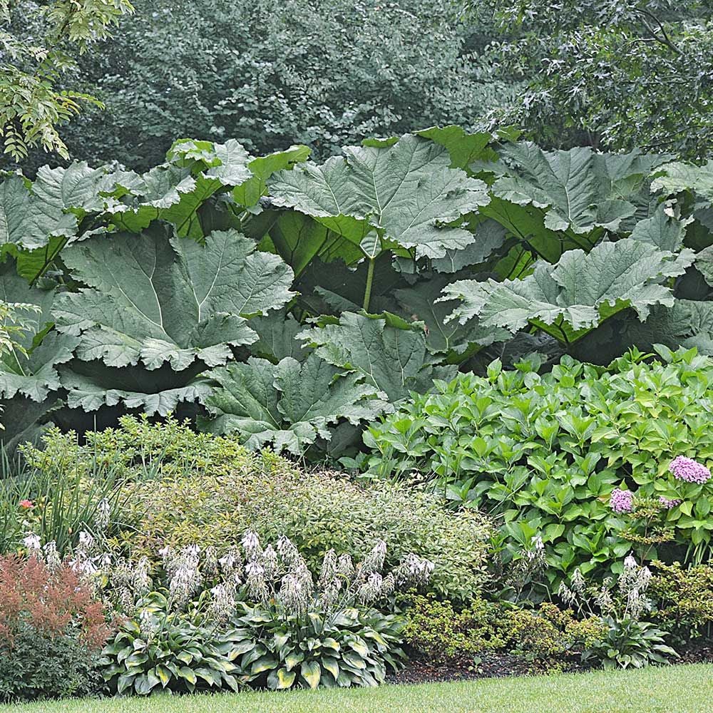 Gunnera manicata