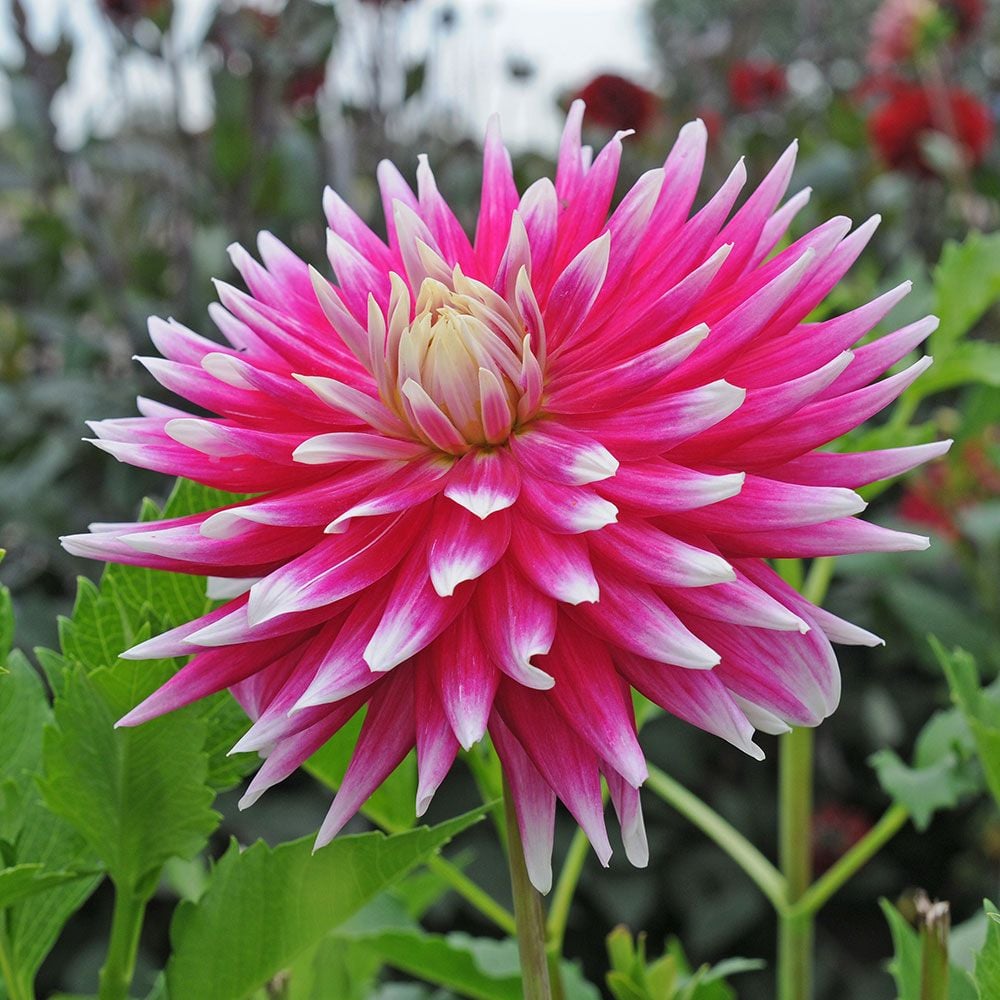 Dahlia 'AC Dark Horse'