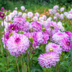  Dahlia 'Mediterrannee'