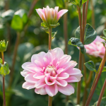  Dahlia 'Pink Perception'