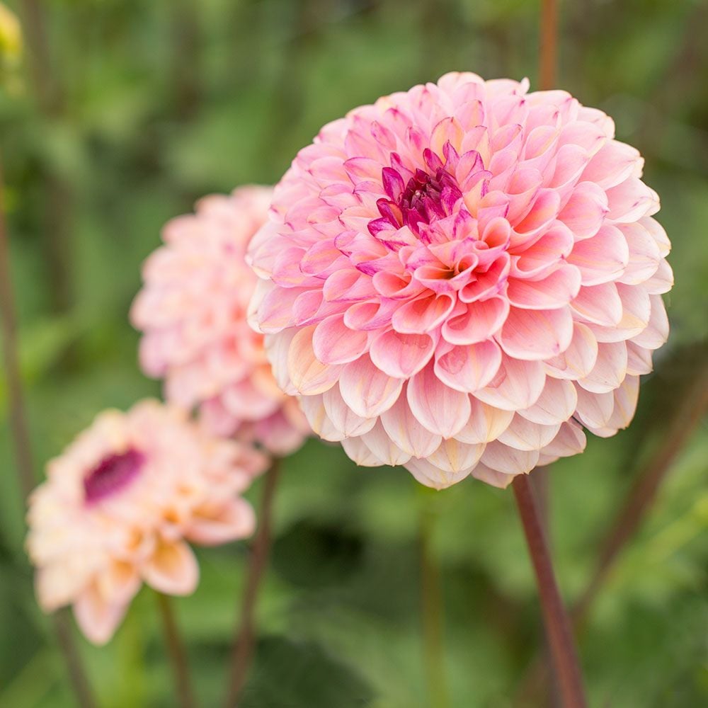 Dahlia 'Wine Eyed Jill'