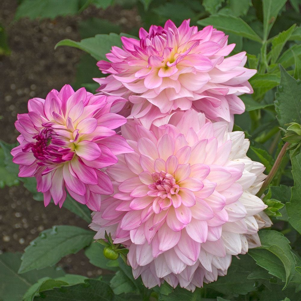 Dahlia 'Sincerity'