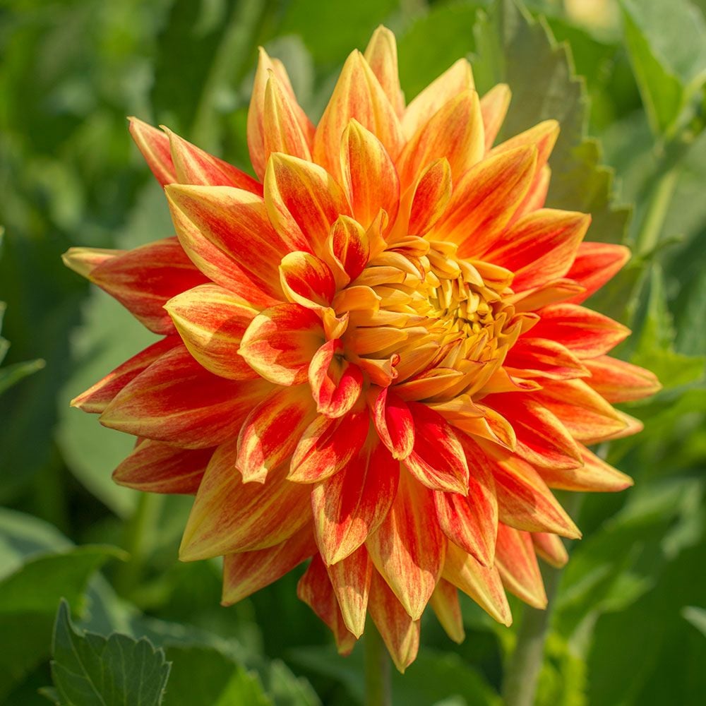 Dahlia 'Sun Explosion'