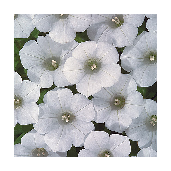 Petunia Blanket® White White Flower Farm