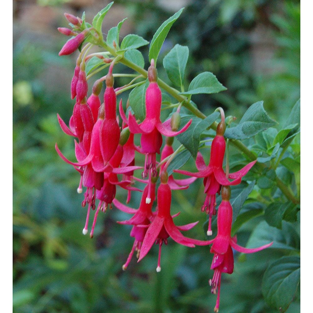 Fuchsia Rufus | White Flower Farm