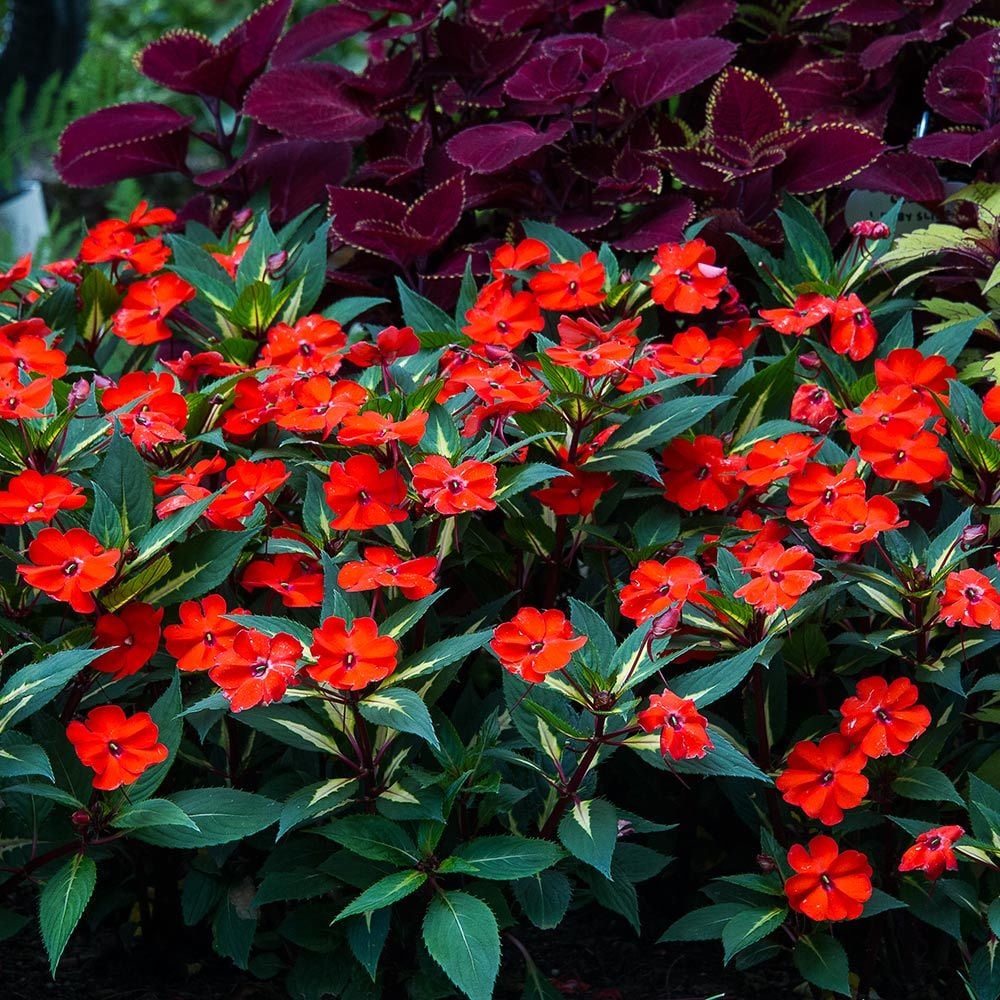 Impatiens SunPatiens® Vigorous Tropical Orange