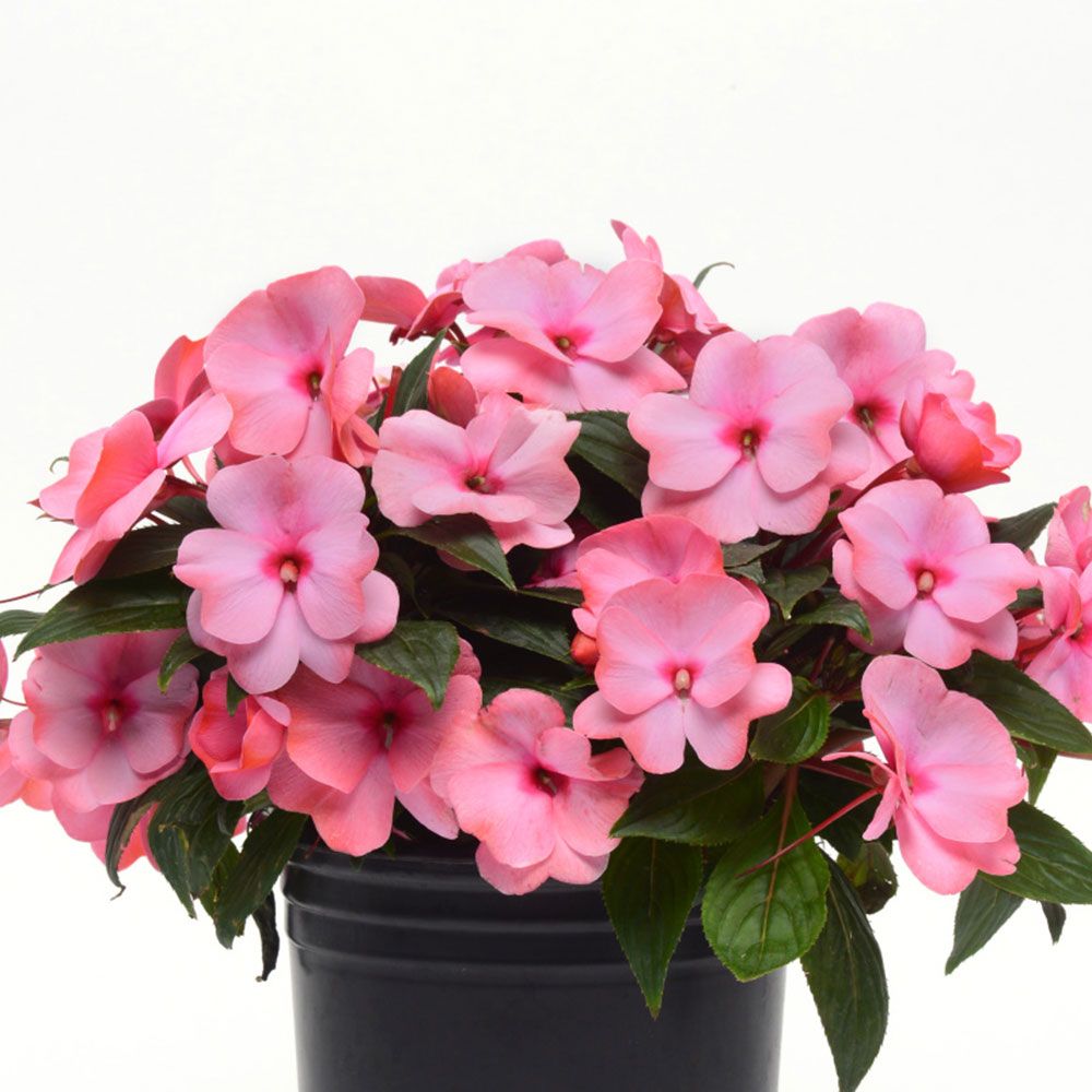 Impatiens Clockwork™ Appleblossom White Flower Farm