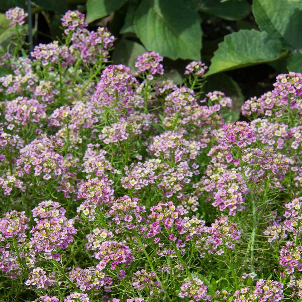 Lobularia Raspberry Stream™