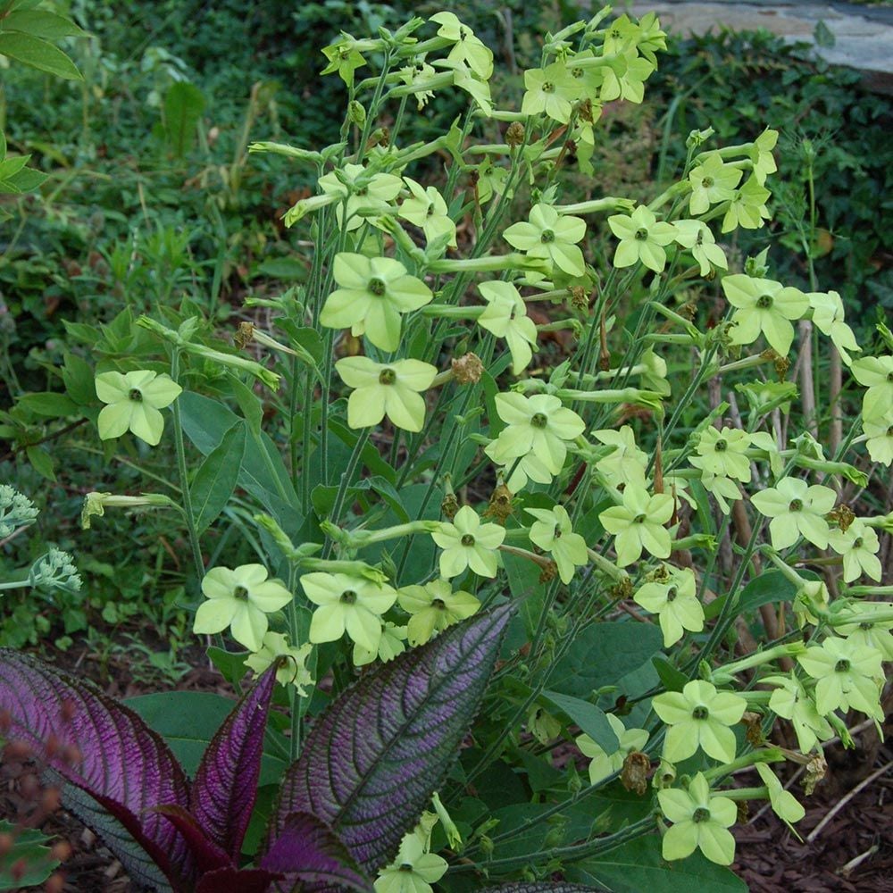 Nicotiana 'Lime Green'