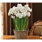  Paperwhite 'Ziva' Kit in Basket