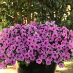  Petunia Easy Wave® Pink Passion