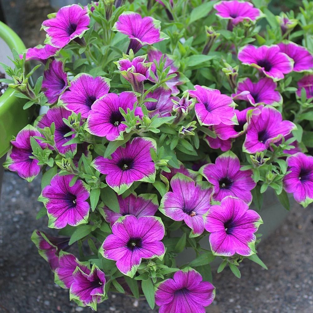 Petunia Supertunia® Picasso in Purple®