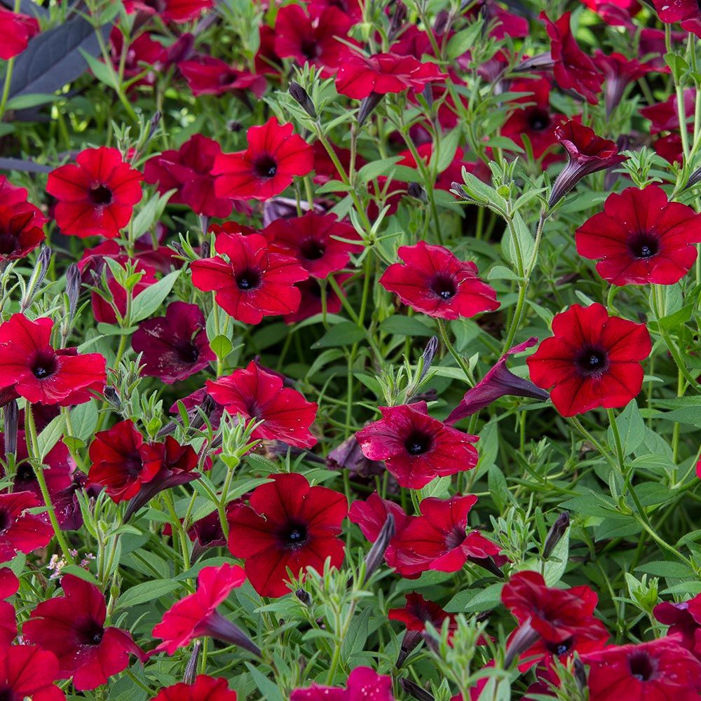 Petunia Tidal Wave® Red Velour | White Flower Farm