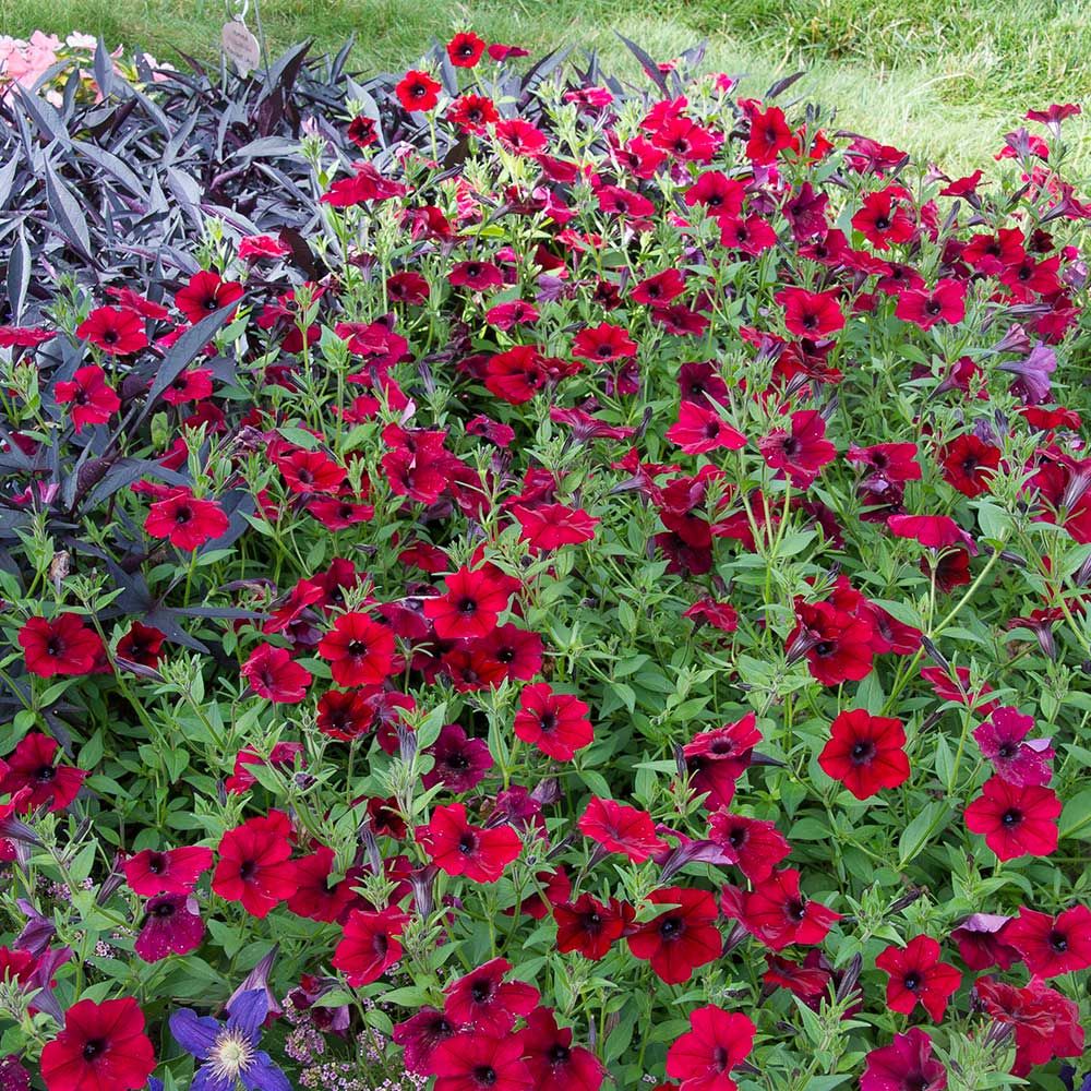 Petunia Tidal Wave® Red Velour | White Flower Farm