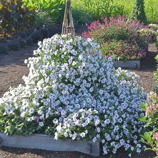 Petunia Tidal Wave® Silver White Flower Farm