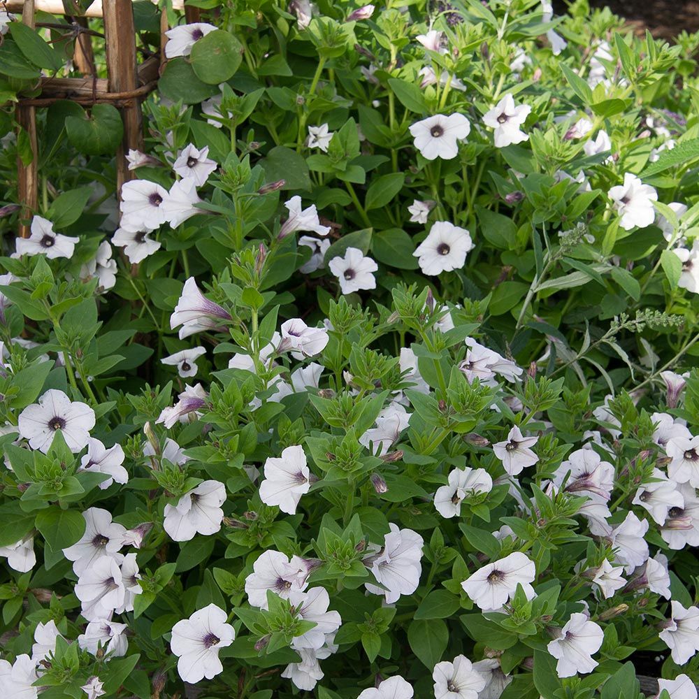Petunia Tidal Wave® Silver | White Flower Farm