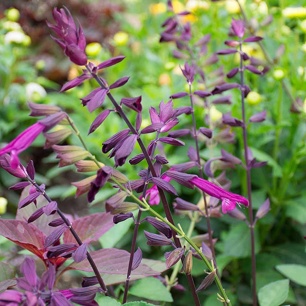 Salvia Love and Wishes White Flower Farm
