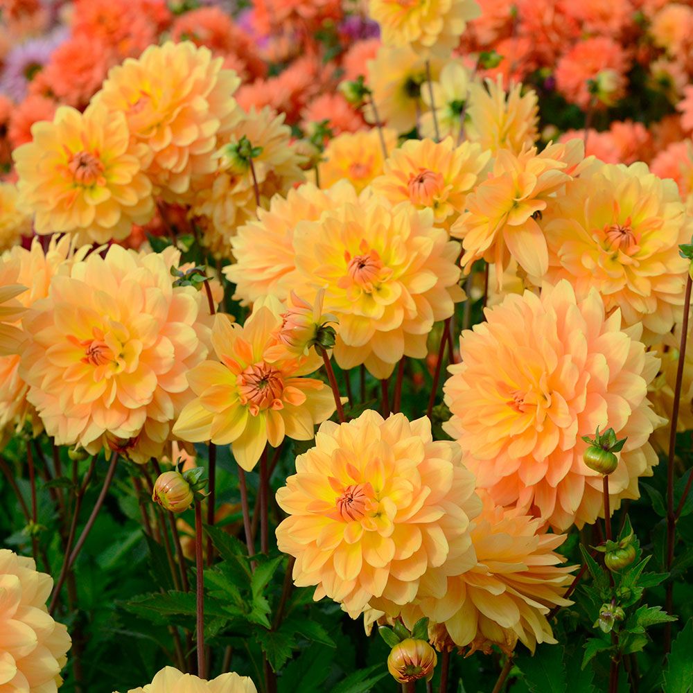 Dahlia Karma Gold | White Flower Farm