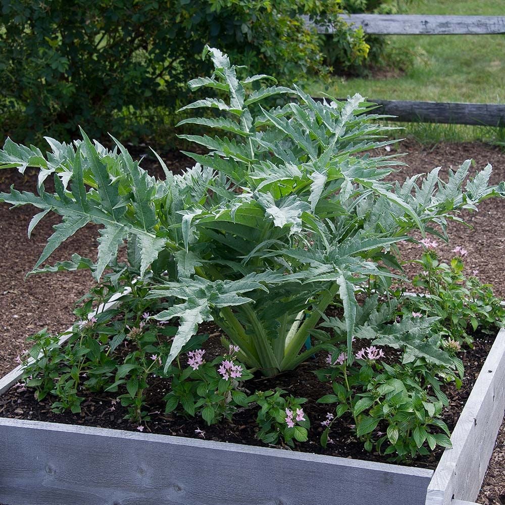 Cardoon: Cynara cardunculus 'Porto Spineless'