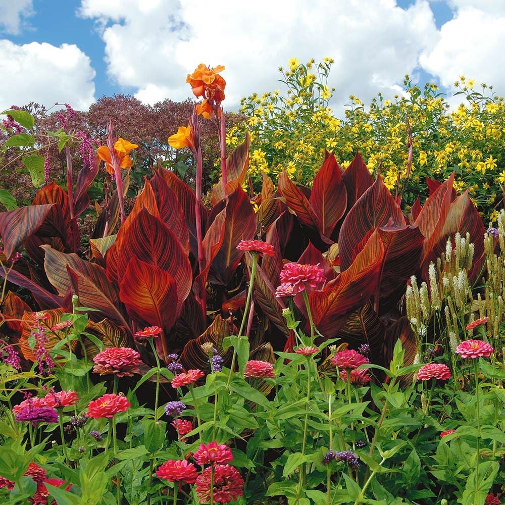 Canna Tropicanna®