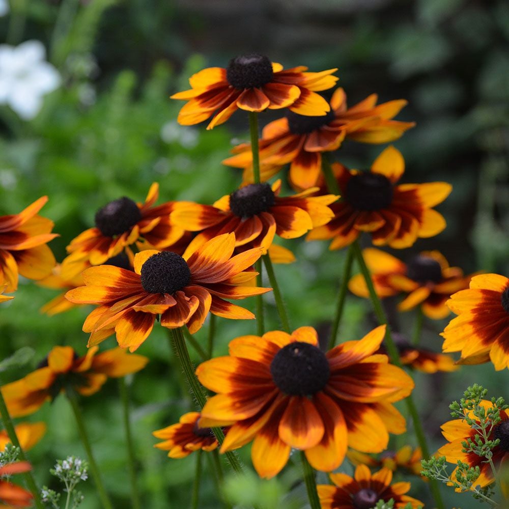 Rudbeckia hirta 'Denver Daisy'