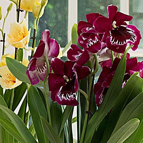 Miltonia Orchid