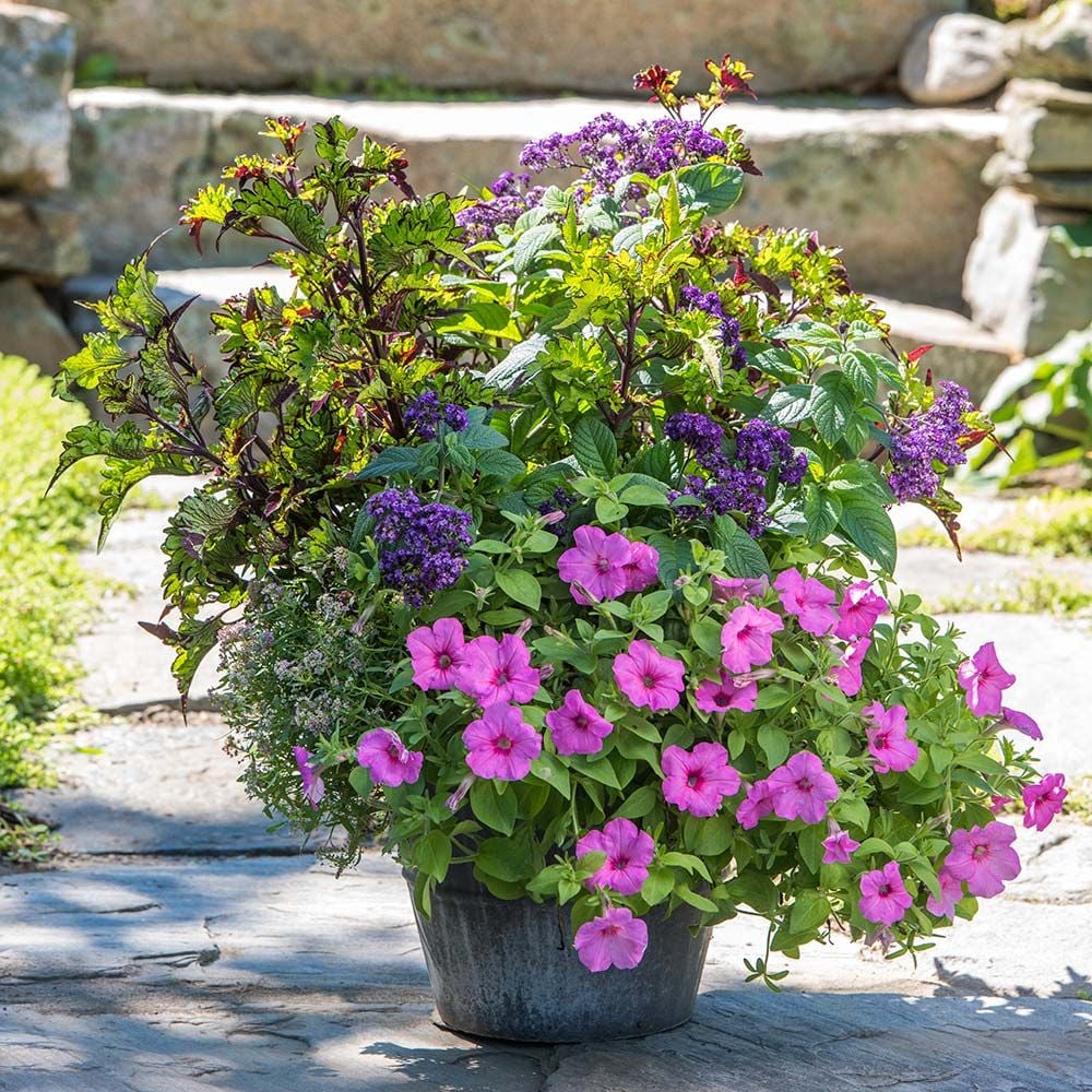 Rodeo Drive Container Garden