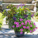  Rodeo Drive Container Garden