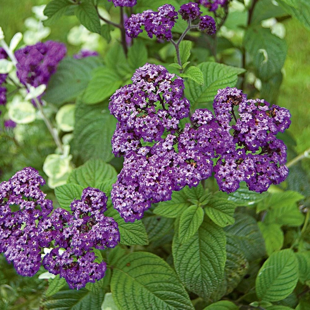 Heliotrope 'Fragrant Delight'