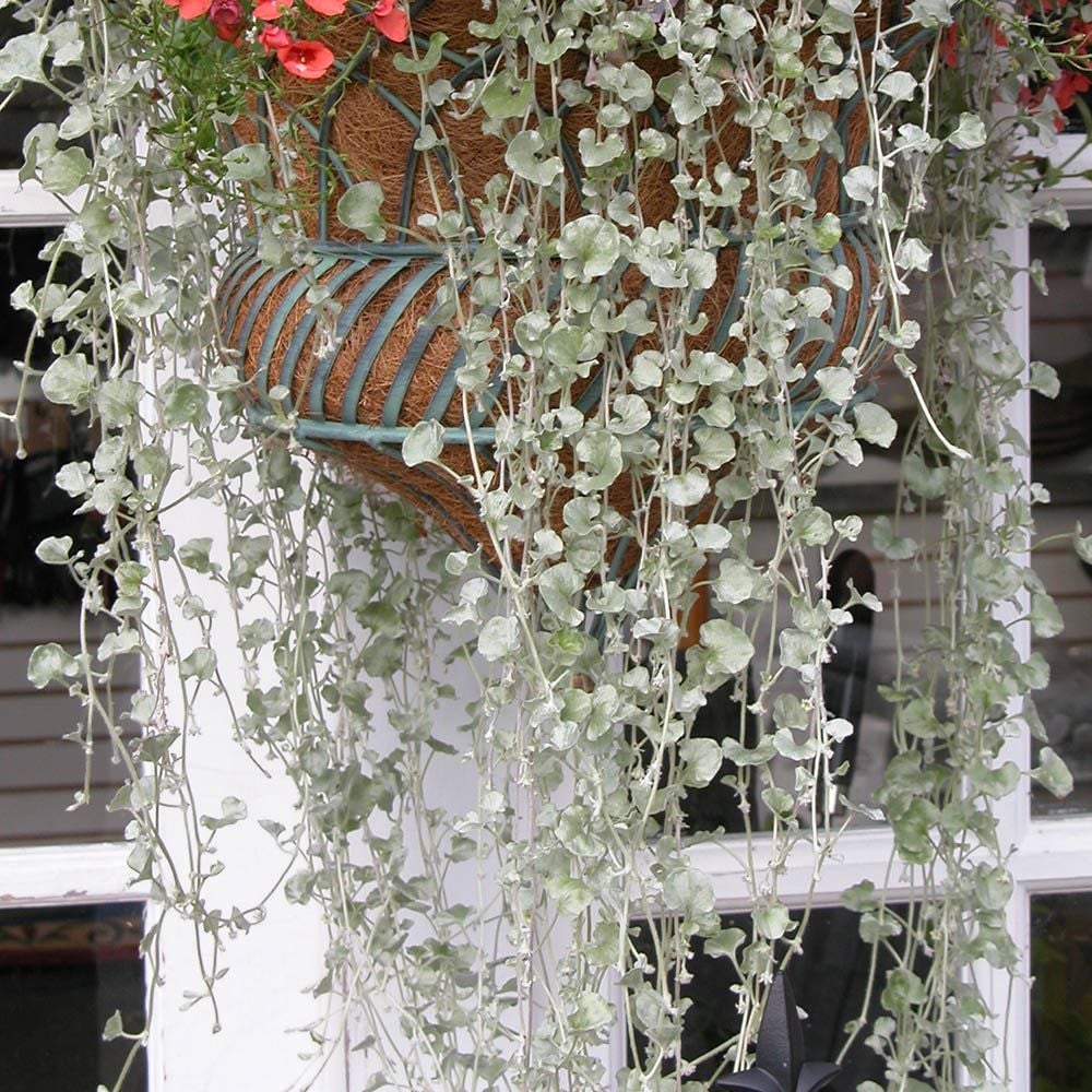 buy philodendron micans Philodendron hederaceum 'Micans' main image 1